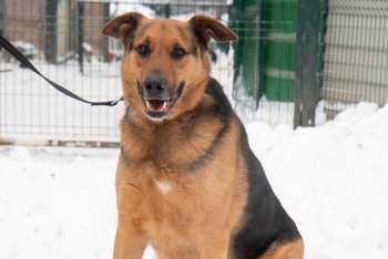 Жерар (1708з-21)