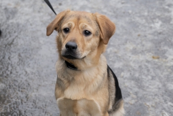 Кристэл (2131з-25)