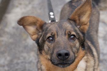 Чио-чио-сан (1434з-19)