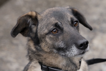 Саюри (1435з-19)