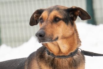 Жучка (1706з-21)