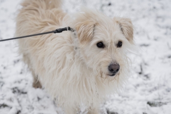 Софочка (1454з-19)