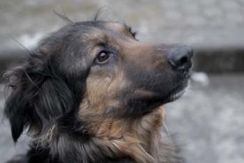 Айка (1894з-22)