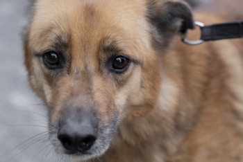 Крош (1260з-18)