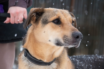 Женева (1707з-21)