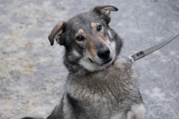 Максин (1826з-21)