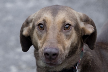 Поля (1979з-23)