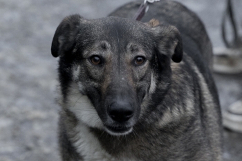 Марбелла (1838з-21)