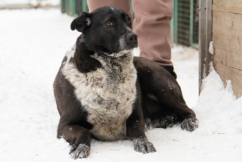 Сида (1971з-23)