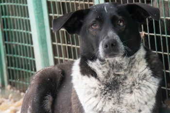 Сида (1971з-23)