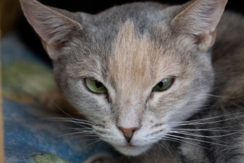 Жасмин (1176з-23к)