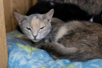 Жасмин (1176з-23к)