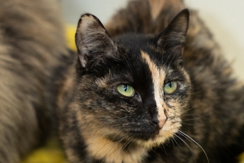 Айса (556з-20к)