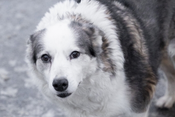 Акура (1235з-18)