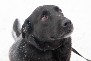 Шабо (1360з-18)