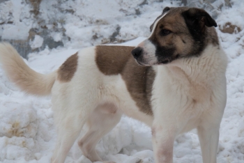 Шалли (1364з-18)