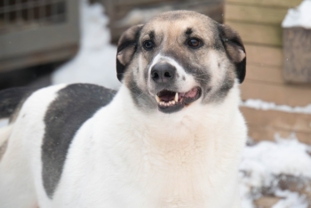 Тора (1361з-18)