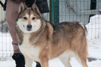 Бруно (2203з-25)