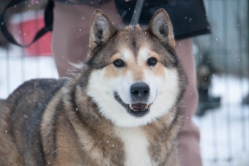 Бруно (2203з-25)