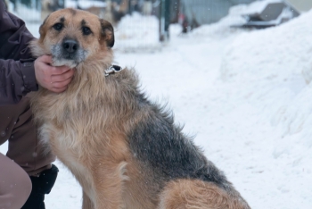 Грета (989з-17)