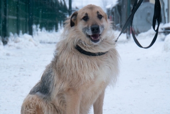 Бренди (985з-17)