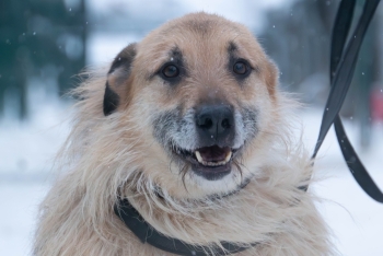 Бренди (985з-17)