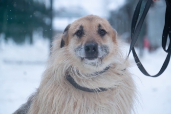 Бренди (985з-17)