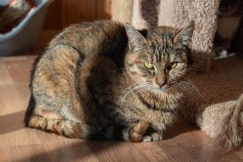 Ленка (1609з-25к)