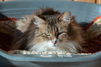 Ницца (1540з-25к)