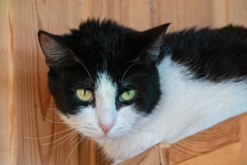 Ялоша (1583з-25к)