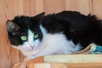 Ялоша (1583з-25к)