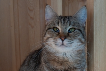 Кантри (1614з-25к)