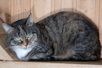 Мигрень (1394з-25к)