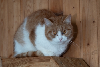 Лайм (1617з-25к)