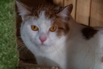 Лунтик (1618з-25к)