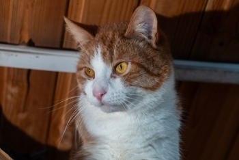 Лимон (1616з-25к)