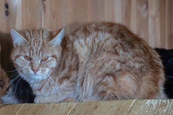 Липтон (1615з-25к)