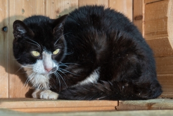 Кактус (1183з-24к)