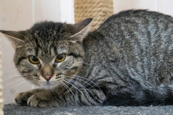 Приора (1551з-25к)