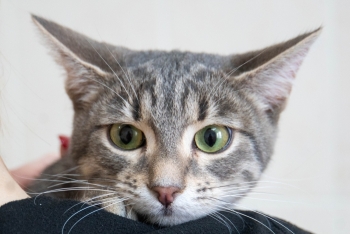 Тинки (1631з-26к)