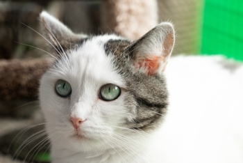 Евдокия (845з-22к)