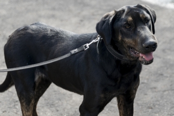 Ромашка (1977з-23)