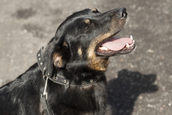 Маслина (2117з-25)