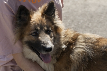 Монтана (2103з-25)