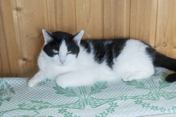 Пипетка (1135з-23к)