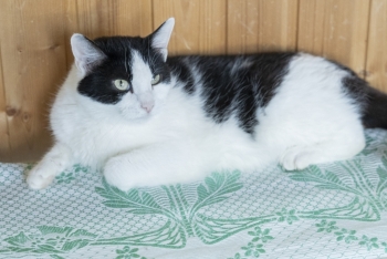 Пипетка (1135з-23к)