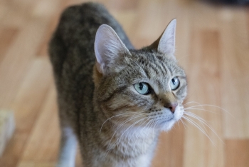 Аксай (857з-22к)