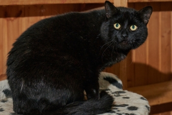 Бегемот (1380з-25к)