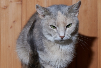 Жасмин (1176з-23к)