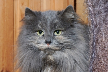 Готика (1578з-25к)